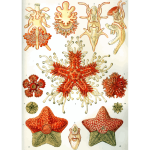 Haeckel Asteridea