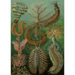 Haeckel Chaetopoda