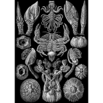 Haeckel Cirripedia