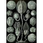 Haeckel Cystoidea