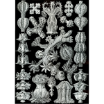 Haeckel Gorgonida