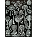 Haeckel Mycetozoa