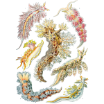 Haeckel Nudibranchia