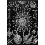 Haeckel Phaeodaria 61