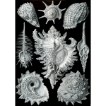 Haeckel Prosobranchia