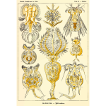 Haeckel Rotatoria