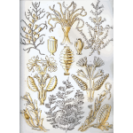 Haeckel Sertulariae