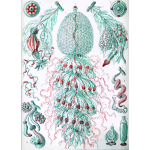 Haeckel Siphonophorae 59