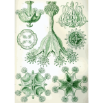 Haeckel Stauromedusae