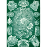 Haeckel Teleostei