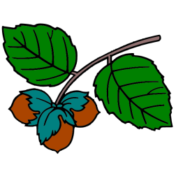 Hazelnut IV