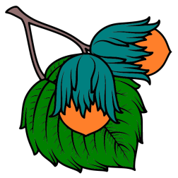 Hazelnut V