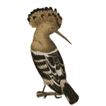 Hoopoe bird watercolour