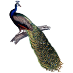 IndianPeacock
