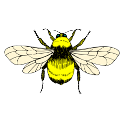 Insect IV