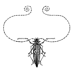 Insect IX