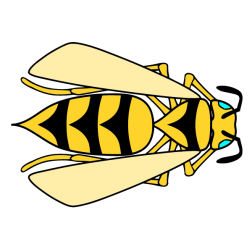 Insect I