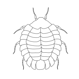 Insect XVI