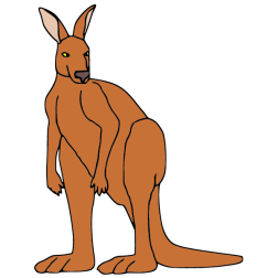 Kangaroo III