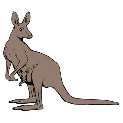Kangaroo VI
