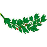 Laurel branch with red berries vector image