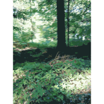 Lichtscheid Forest Again 2015071552