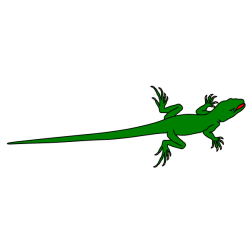 Lizard XVI