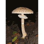 Macrolepiota procera 2013 G1 2016122003