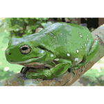 Magnificent tree frog