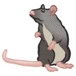 Rat