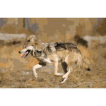 Mexican Wolf 2 yfb edit 1 2016052858