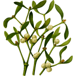 Mistletoe vector image