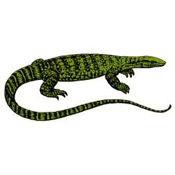Monitor lizard