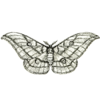 Moth vector sketch