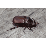 European rhinoceros beetle