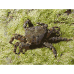 Pachygrapsus marmoratus 2009 G4 2016121853