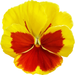 Pansy2