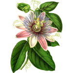 PassionFlower2