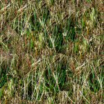 PatchyGrass2