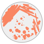 Petri Dish