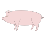 Pig 5