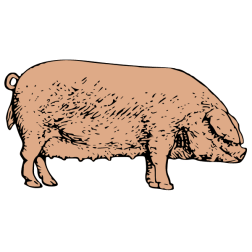 Pig 7