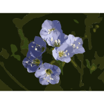 Polemonium reptans flower