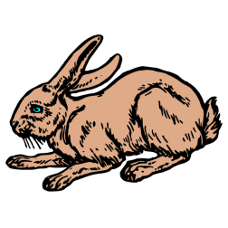 Rabbit V