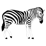 Zebra Animal