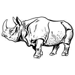 Rhinoceros XIV
