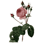 Blossomed pink rose with leaves