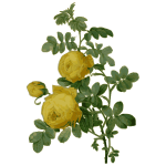 Wild rose in yellow color
