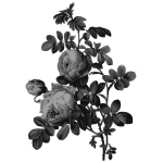 Blossoming roses in gray