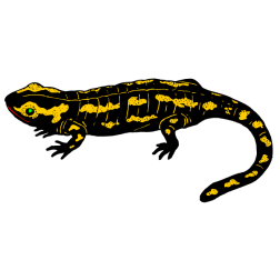 Salamander 1